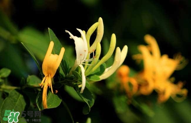 金銀花的功效與作用？金銀花有什么作用？