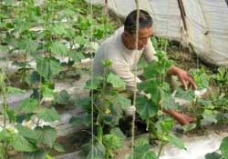 春天什么時候種黃瓜？黃瓜幾月份種？