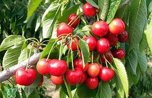 吃櫻桃會上火嗎 櫻桃吃多了上火嗎 吃櫻桃會上火嗎 櫻桃吃多了上火嗎