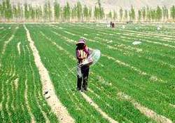 春天能種小麥嗎？小麥春天什么時候澆水？