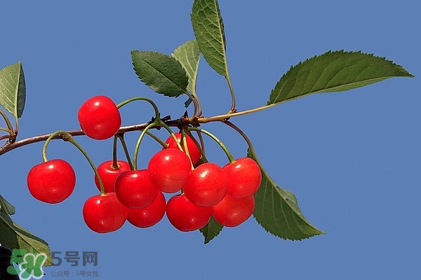 吃櫻桃會上火嗎 櫻桃吃多了上火嗎 吃櫻桃會上火嗎 櫻桃吃多了上火嗎