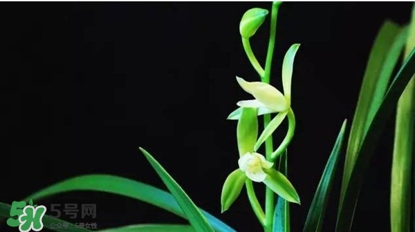 蘭花怎么養(yǎng)？蘭花怎么種？