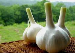 大蒜爛了一點(diǎn)還能吃嗎？大蒜爛根是怎么回事？