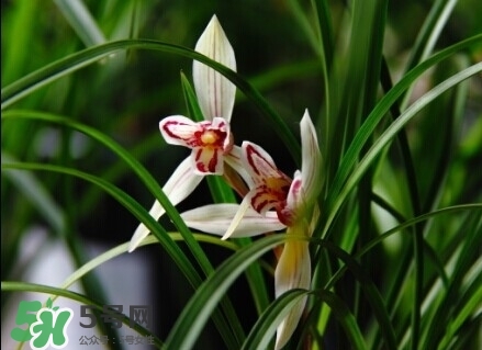 蘭花怎么養(yǎng)？蘭花怎么種？