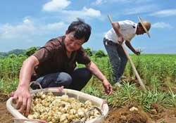 春天能種百合嗎？春天可以種百合嗎？