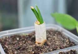 春天種蔥可以嗎？春天什么時候種蔥？