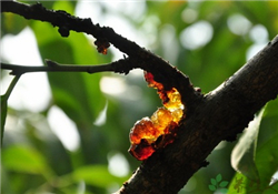 桃膠的做法？桃膠怎么做？