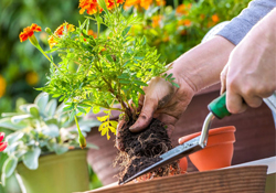 植樹節(jié)可以種什么花？植樹節(jié)種什么花好？