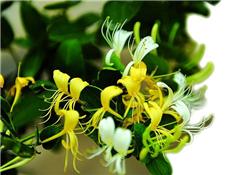 金銀花的功效與作用？金銀花有什么作用？