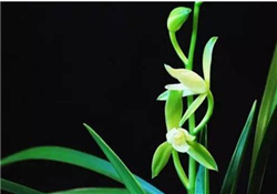 蘭花品種？蘭花有多少品種？