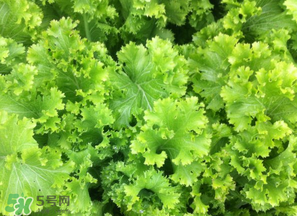 春天能種生菜嗎？生菜春天可以種嗎？