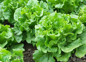 春天能種生菜嗎？生菜春天可以種嗎？