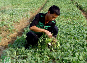 春天能種油菜嗎？油菜春天什么時(shí)候種植？
