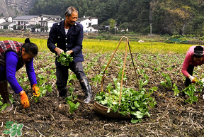 春天能種油菜嗎？油菜春天什么時(shí)候種植？