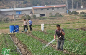 土豆多長時間澆水一次？土豆幾天澆一次水？