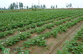 土豆多長時間澆水一次？土豆幾天澆一次水？