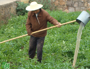 土豆多長時間澆水一次？土豆幾天澆一次水？
