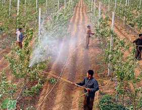 春天可以種哪些果樹(shù)？春天適合種哪些果樹(shù)？