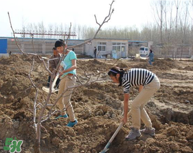 春天可以種哪些果樹(shù)？春天適合種哪些果樹(shù)？