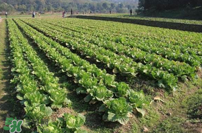 春天種植什么蔬菜好？春季適合種植的蔬菜