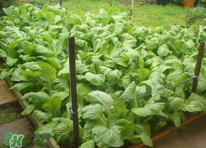 春天種植什么蔬菜好？春季適合種植的蔬菜