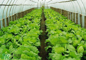 春天種植什么蔬菜好？春季適合種植的蔬菜