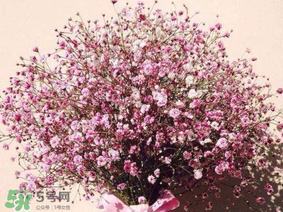 春天能種滿(mǎn)天星嗎？什么時(shí)候最適合種植滿(mǎn)天星？