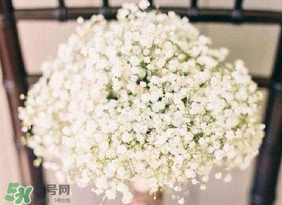 春天能種滿(mǎn)天星嗎？什么時(shí)候最適合種植滿(mǎn)天星？