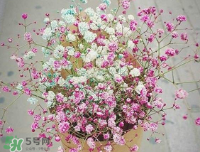 春天能種滿(mǎn)天星嗎？什么時(shí)候最適合種植滿(mǎn)天星？