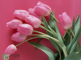 春天可以種郁金香嗎？郁金香可以春天種嗎？