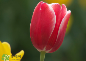 春天可以種郁金香嗎？郁金香可以春天種嗎？