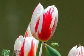 春天可以種郁金香嗎？郁金香可以春天種嗎？