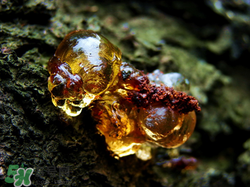 桃膠有膠原蛋白嗎?桃膠能補(bǔ)充膠原蛋白嗎? 桃膠有膠原蛋白嗎?桃膠能補(bǔ)充膠原蛋白嗎?