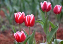 春天可以種郁金香嗎？郁金香可以春天種嗎？