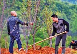 春天可以種哪些果樹？春天適合種哪些果樹？