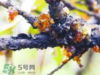 桃膠有膠原蛋白嗎?桃膠能補(bǔ)充膠原蛋白嗎? 桃膠有膠原蛋白嗎?桃膠能補(bǔ)充膠原蛋白嗎?