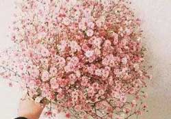 春天能種滿天星嗎？什么時候最適合種植滿天星？