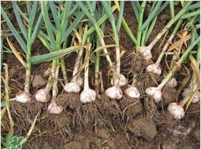 大蒜有種子嗎？大蒜的種子是什么？