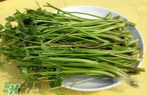 吃野芹菜會(huì)中毒嗎？吃野芹菜中毒了怎么辦？