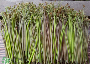 蕨菜是什么菜？蕨菜是什么？