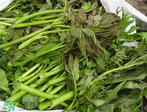 蕨菜是什么菜？蕨菜是什么？