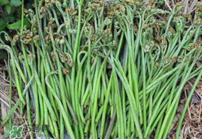 蕨菜可以冷凍嗎？蕨菜可以放冰箱嗎？