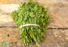 蕨菜可以冷凍嗎？蕨菜可以放冰箱嗎？