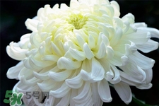 清明節(jié)掃墓買什么顏色菊花？清明節(jié)上墳用什么顏色菊花？