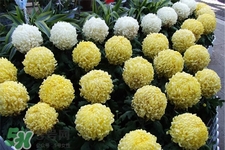 清明節(jié)掃墓買什么顏色菊花？清明節(jié)上墳用什么顏色菊花？