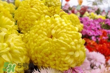 清明節(jié)掃墓為什么用菊花？清明節(jié)上墳為什么要送菊花？