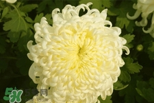 清明節(jié)掃墓為什么用菊花？清明節(jié)上墳為什么要送菊花？