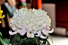 清明節(jié)掃墓為什么用菊花？清明節(jié)上墳為什么要送菊花？