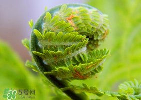 蕨菜怎么處理？新鮮蕨菜怎么處理？