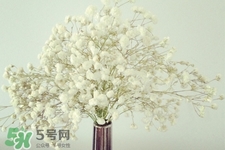 清明節(jié)上墳可以帶滿天星嗎？清明節(jié)掃墓能用滿天星嗎？